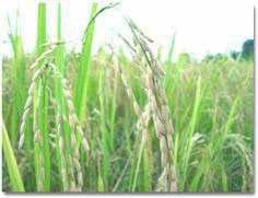 Background Rice husks are residue produced in significant quantities on the global basis. Thailand: 4.