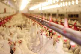 According to Rabobank s forecast, Southeast Asian nations will see very strong poultry meat growth of 15%, whilst Indonesia s per capita consumption could