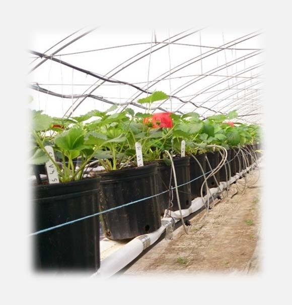 Impact of Silicon Amendments on Strawberry Powdery Mildew Control in Poly-tunnel and Field Productions M-H. Goyette 1*, S. Ouellette 1, L. Gaudreau 1, M.