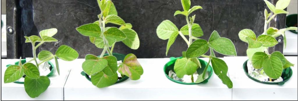 Soybean/Phytophthora