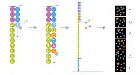 Sample prep Clonal Amplification Parallel sequencing