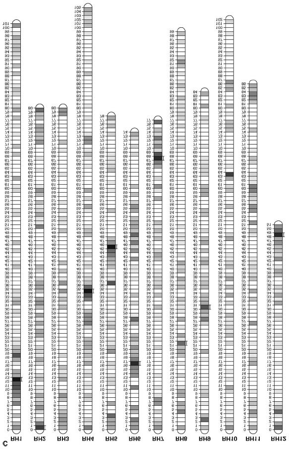 RH89-039- 16 (RH): a diploid heterozygous genotype genetic map (SH x RH), >10,000 markers Least