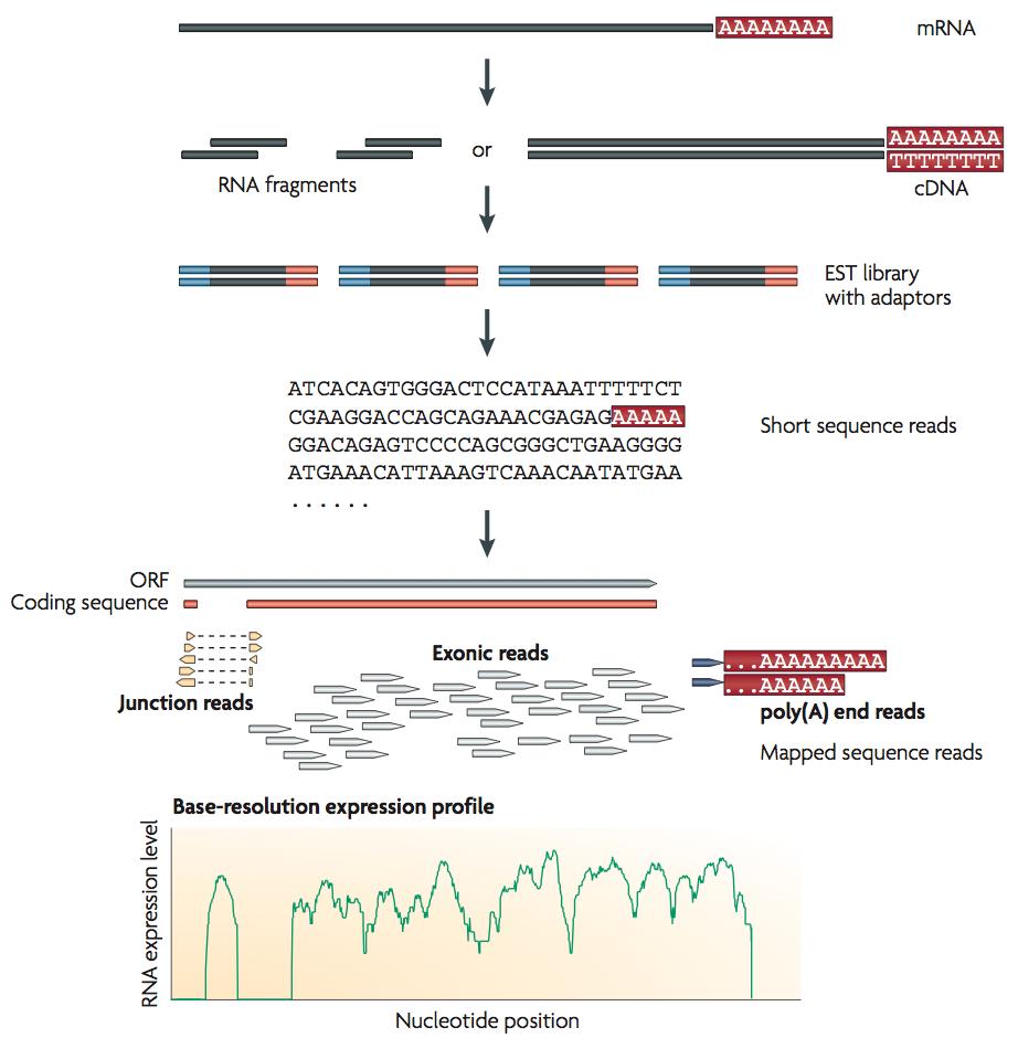 RNA-seq RNA-seq is a revolutionary tool for transcriptomics using