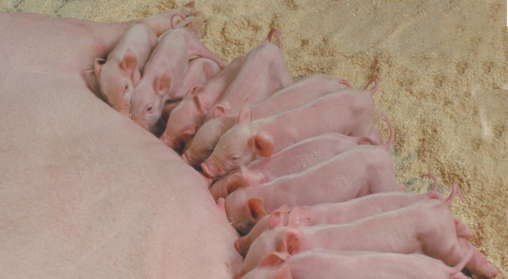 Animal Production in the U.S. B. Swine production 1.