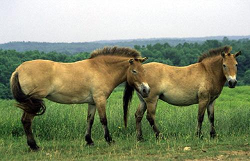 HORSES (Equus caballus) Asia (So.
