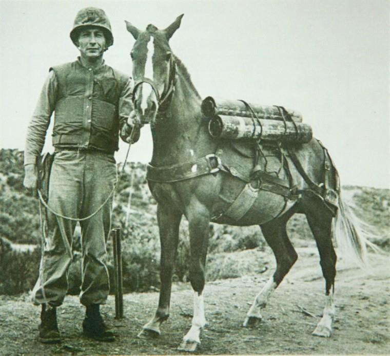 Sgt. Reckless - One of America's 100