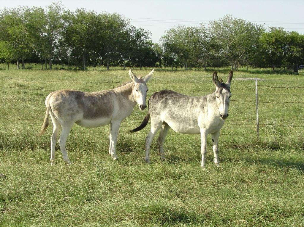 DONKEYS (Equus asinus) http://library.