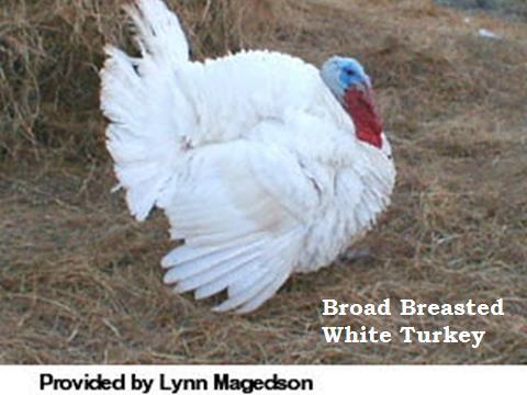 TURKEY (Meleagris gallopavo) Mexico ~2,000 years ago Provided meat and eggs