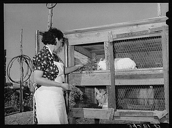 Meat Rabbit Management Historically: The commercial rabbit meat industry began pre-world War II. Meat-type rabbits being raised as a supple-mentary food source during Great Depression. http://en.