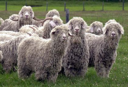 Wool and Mohair Production in the U.S.