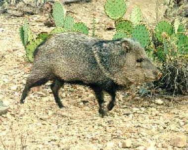 JAVELINA (Pecari tajacu) New World pigs Same Family ( Suidae ) as