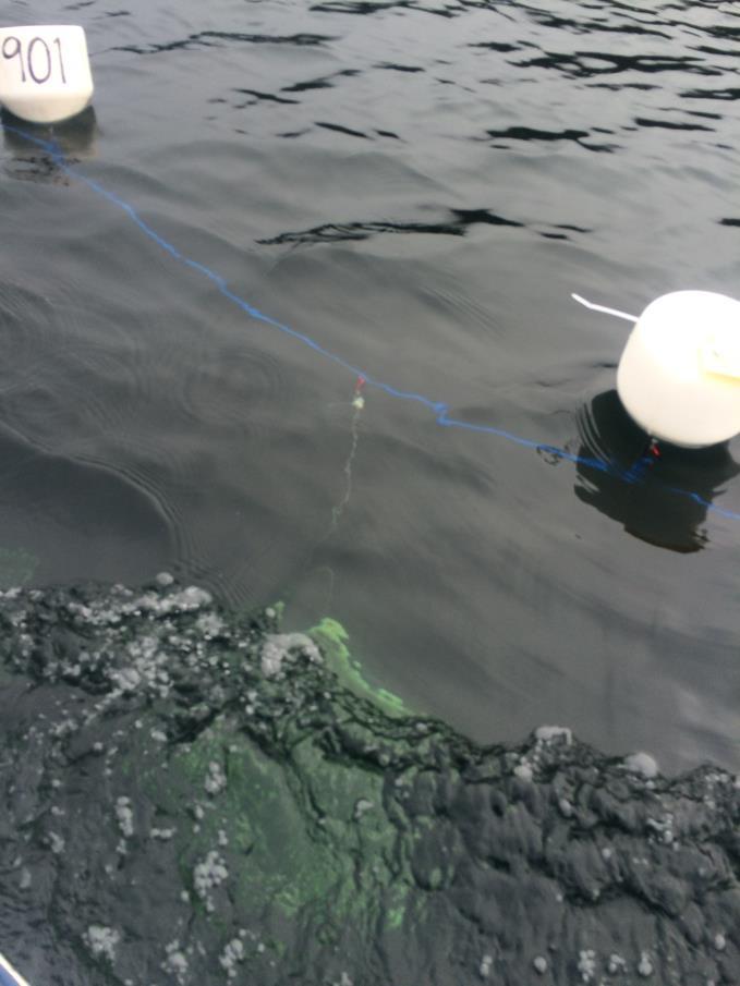 phytoplankton in Acadia lakes?
