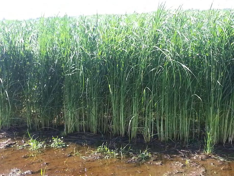Prairie cordgrass (Spartina pectinata): High yielding warm season native Starts growing in early spring Thrives in wet conditions Could be grown in harvested