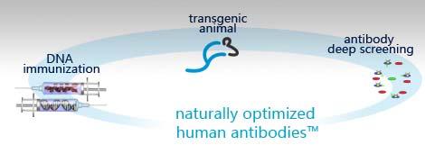 OmniAb Best Antibodies for