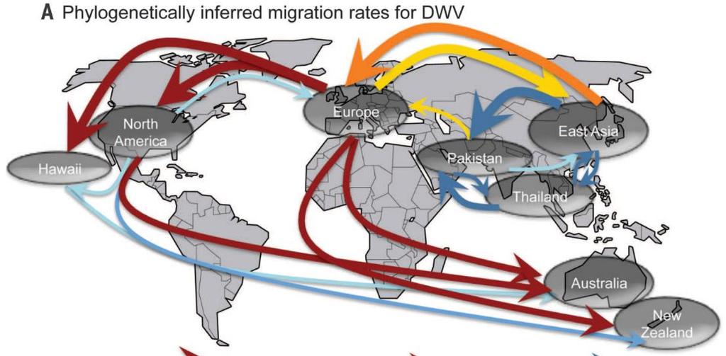 (2016) have shown that DWV is globally distributed, (A) driven by trade and movement