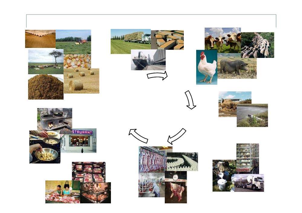 Landscape An overview of livestock supply chains One health Feed