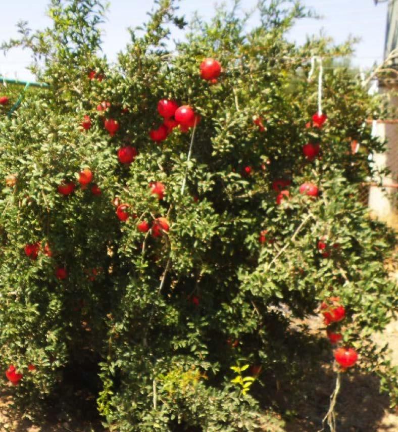 Pomegranates Pomegranate with Kama