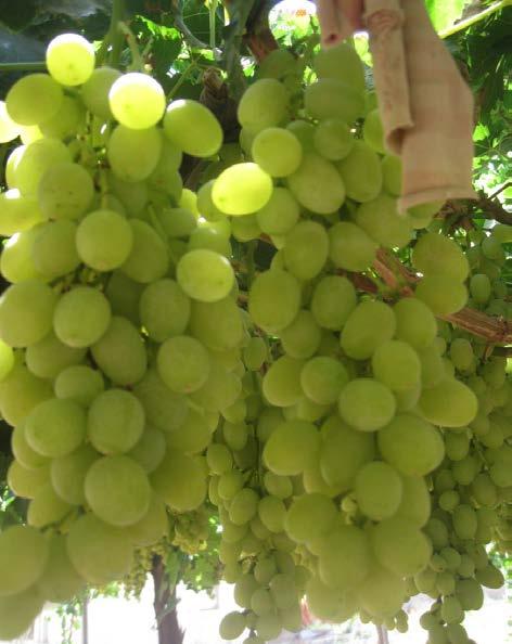 Grapes With Kama Eco+. Faster growth.