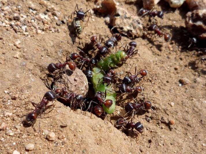 Ecosystem Engineers: Ants