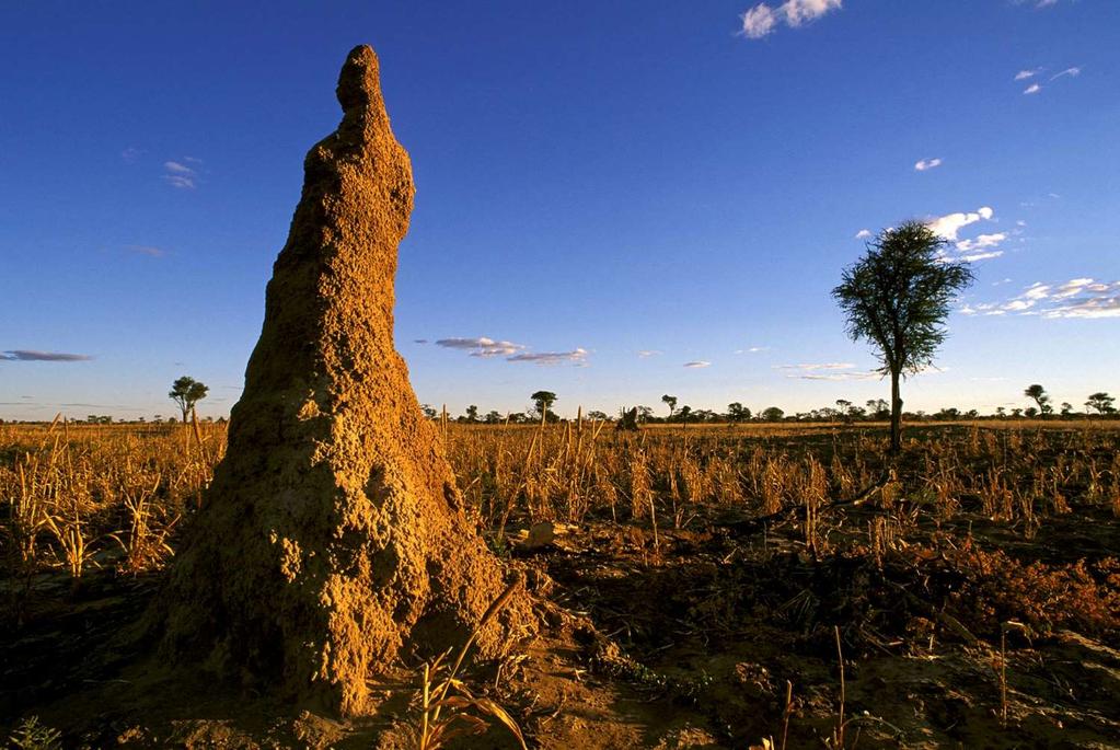 Ecosystem Engineers: Mound Termites Incorporate 4000 kg/ha leaf and woody material into soils annually Mix soils at different depths