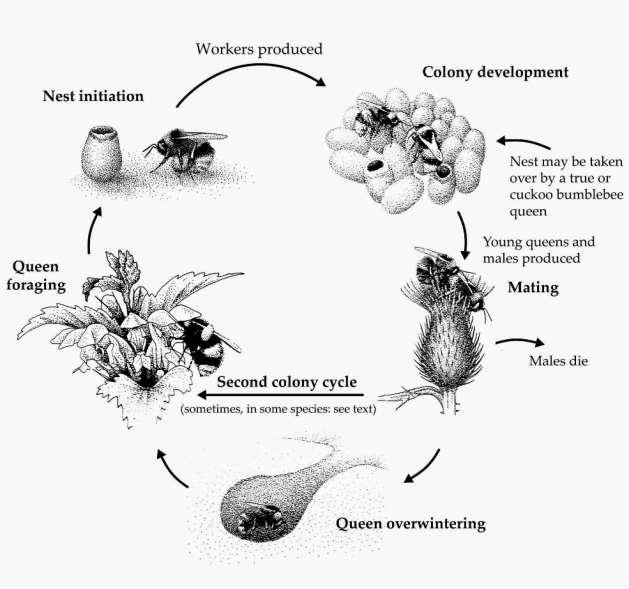 Eusocial Bee Life Cycle Nest Initiation Workers produced Colony Development Early Spring New