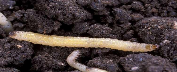 Corn Rootworm Siga 2015 Injured
