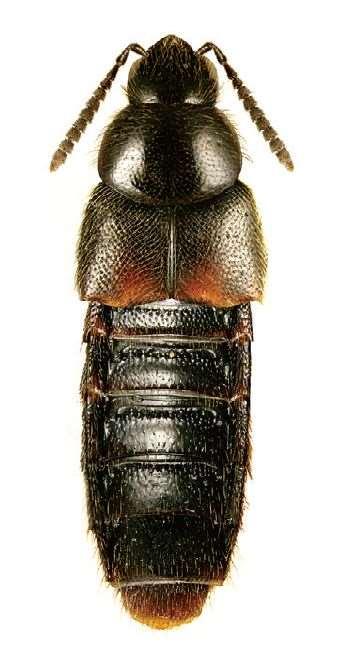 Rove Beetles (Aleochara spp.