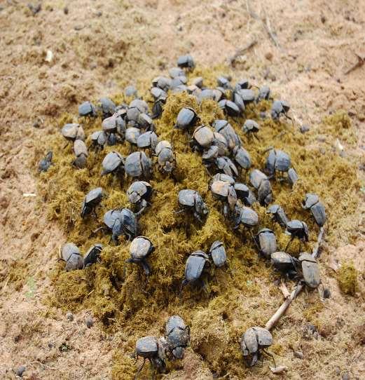 Effects of Soil Insects on Agriculture -