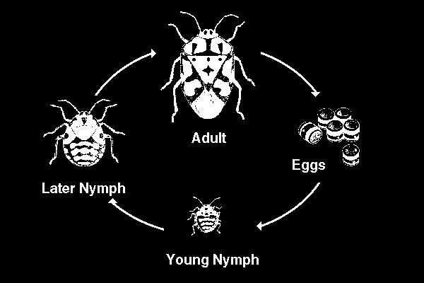 Hemimetabolous Life Cycle John R.