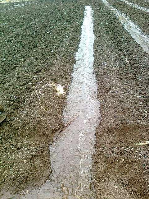 Keep soils moist, but avoid