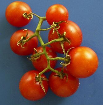 Resistance tests to diseases of tomato varieties for listing in Common