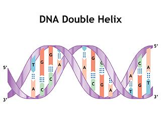 DNA and RNA, part 2 Due: 3:00pm on Wednesday, September 24, 2014 You will receive no credit for items you complete after the assignment is due.