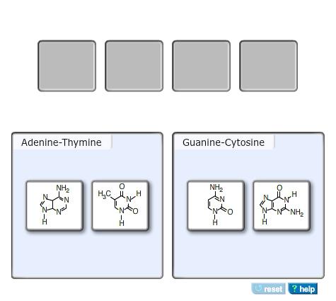 In a DNA sequence, the purine adenine always pairs with the pyrimidine thymine, and the purine guanine always pairs with the pyrimidine cytosine.
