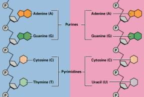 The base pair adenine-cytosine occurs very rarely in nature. It only happens during a mutation event.