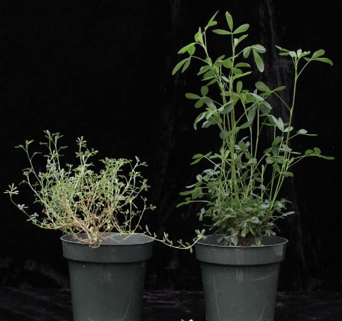 the genome than the tetraploid alfalfa grown commercially Genotype HM342 sequenced as part of the M.