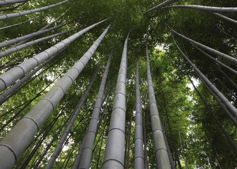 the fast growing hardwood alternative bamboox-treme With the introduction of Bamboo X-treme, MOSO has developed a truly ecological and durable alternative for increasingly scarce