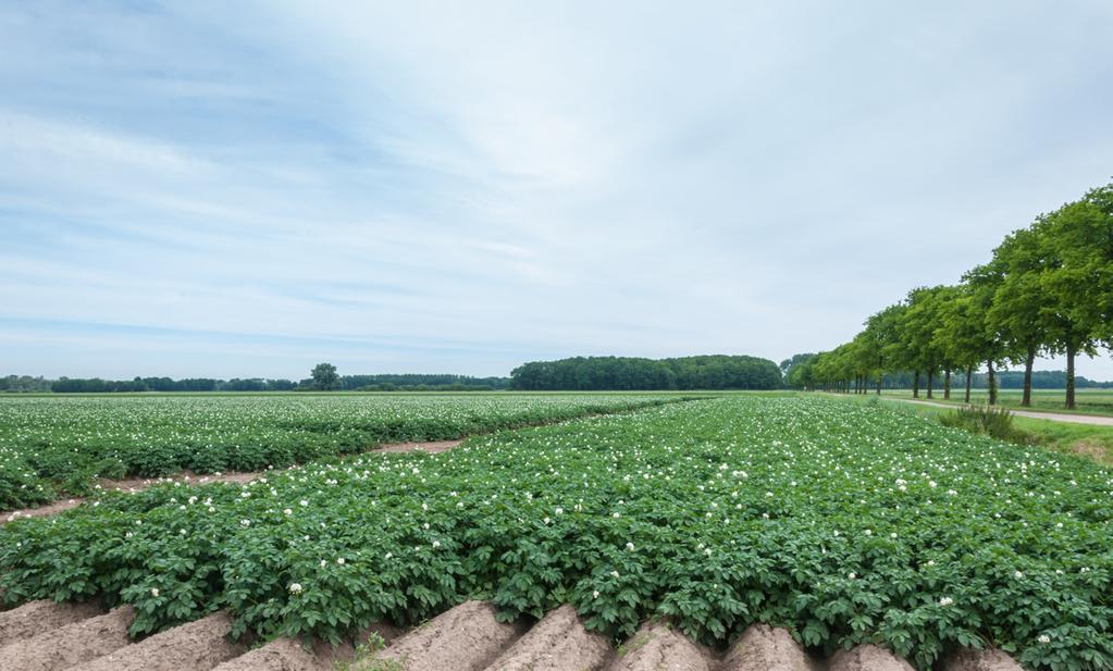 THE NACHURS HIGH YIELD POTATO PROGRAM The NACHURS potato program provides sustainable, efficient solutions for your potato acre, focusing not only on high yields and profitability but soil health and