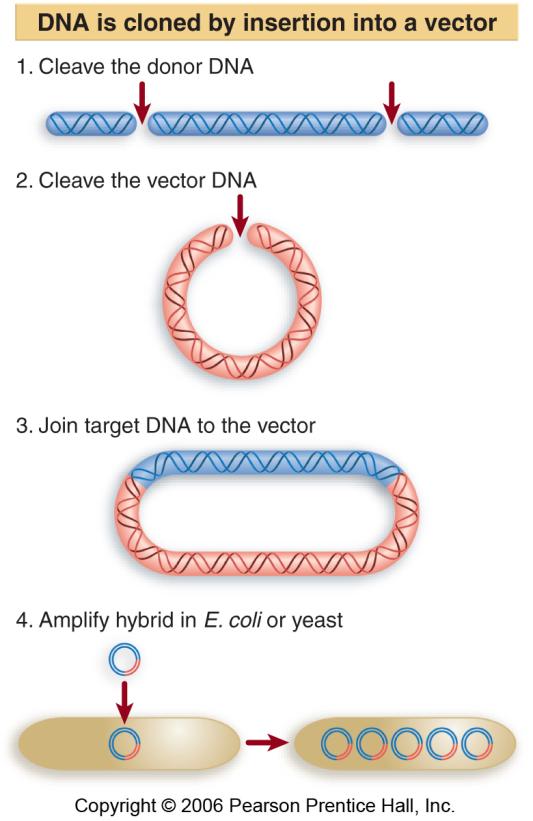 Key Terms Chapter 32: Genetic Engineering Cloning describes propagation of a DNA sequence by incorporating it into a hybrid construct that can be replicated in a host cell.