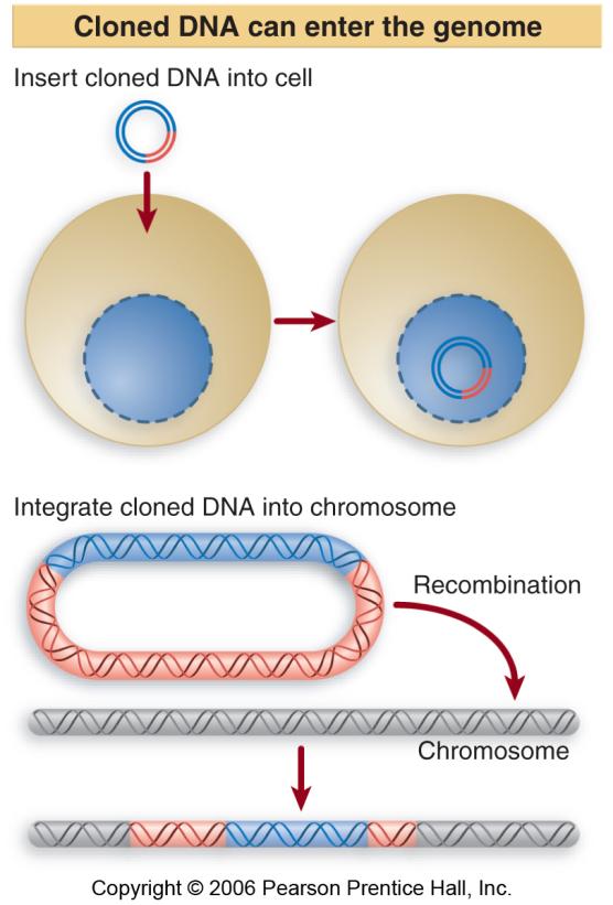2 Cloning Vectors Are Used to Amplify Donor DNA Fragments of DNA are generated for cloning by cleavage with restriction enzymes.