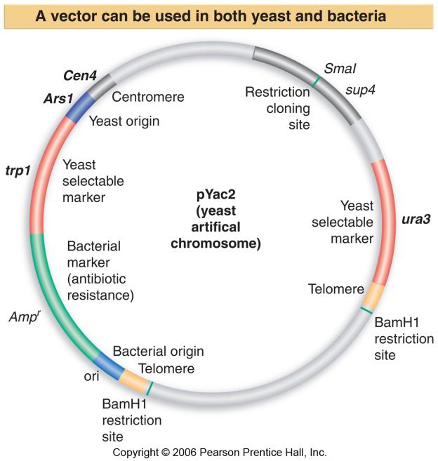 pyac2 is a cloning vector with features to allow replication and selection in both bacteria and yeast. Bacterial features include an origin of replication and antibiotic resistance gene.