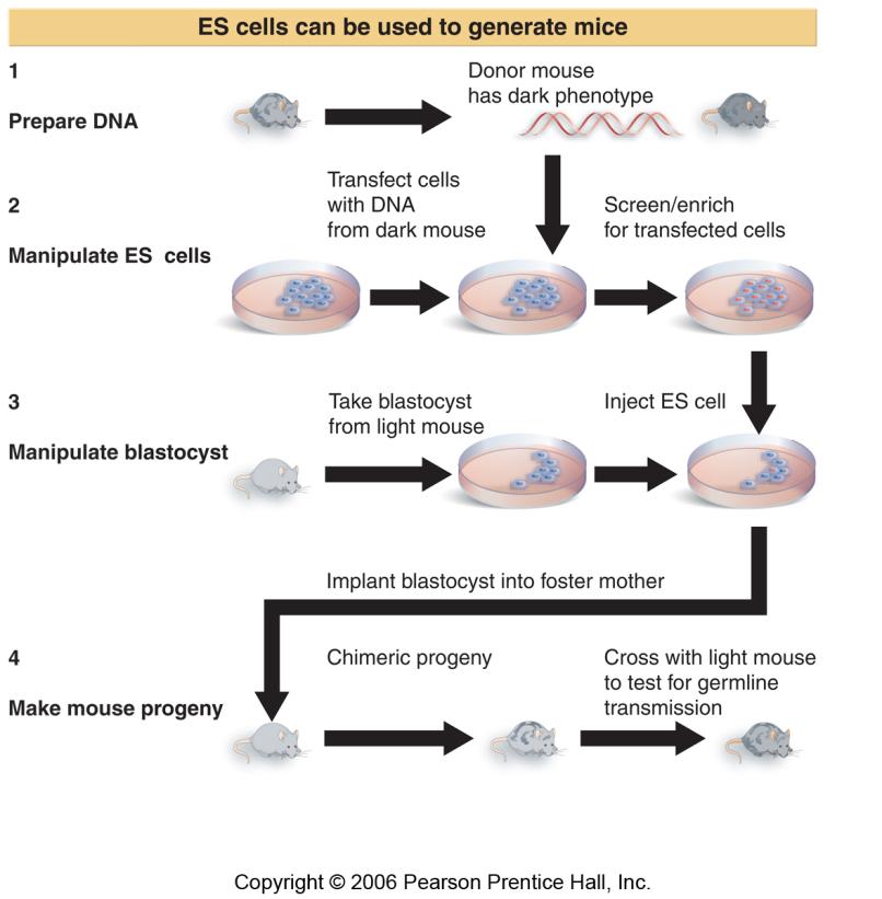 ES cells can be used to generate mouse chimeras, which breed true for the transfected DNA when the ES cell contributes to the germline. 32.