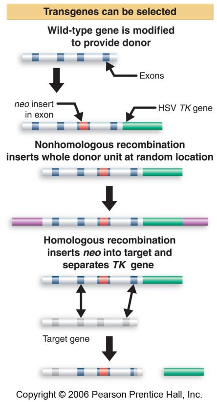 The occurrence of a homologous recombination can be detected by using two selectable markers, one of which is incorporated with the integrated gene, the other of which is lost when recombination