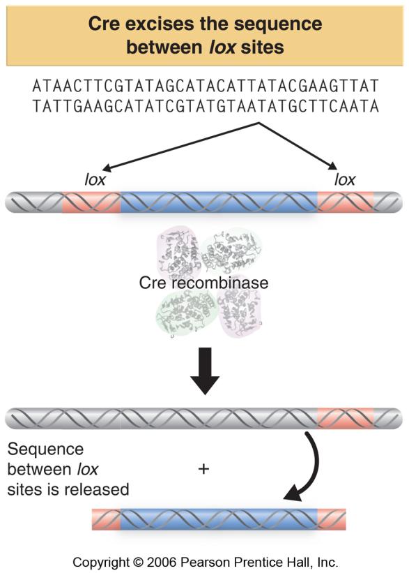 A gene knockout is a process in which a gene function is eliminated, usually by replacing most of the coding sequence with a selectable marker in vitro and transferring the altered gene to the genome