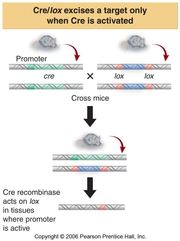 By placing the Cre recombinase under the control of a regulated promoter, it is possible to activate the excision system only in specific cells.