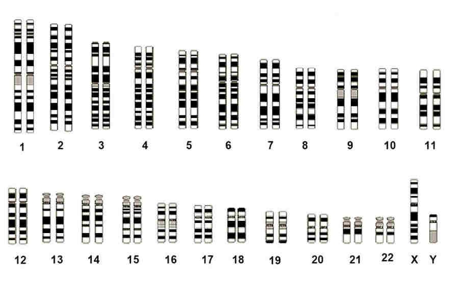 Human Chromosomes All biological cells contain pairs of chromosomes, of different size Human cells have 23 pairs.