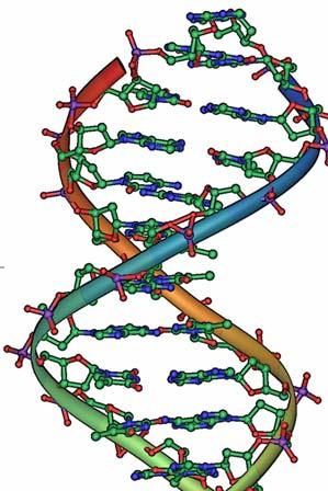 Basic DNA structure Genetics is the science of heredity and variation in biological systems!
