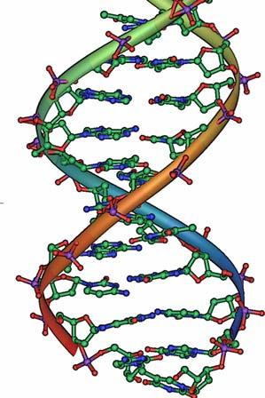 genetic code & instructions for the biological system in the sequence of the four A, S, G, T types of nucleotides
