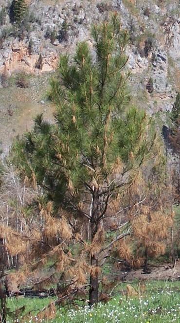Ponderosa pine 90% survival if stem cambium has not been damaged 20% chance