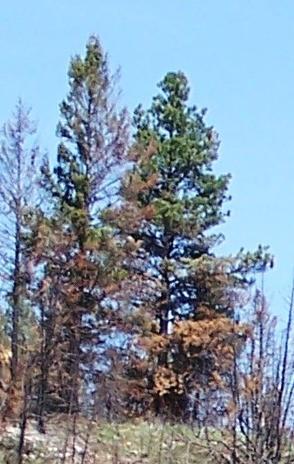 Doug-fir p.pine Older trees have thicker bark and can be more resilient to surface fires depending on species.