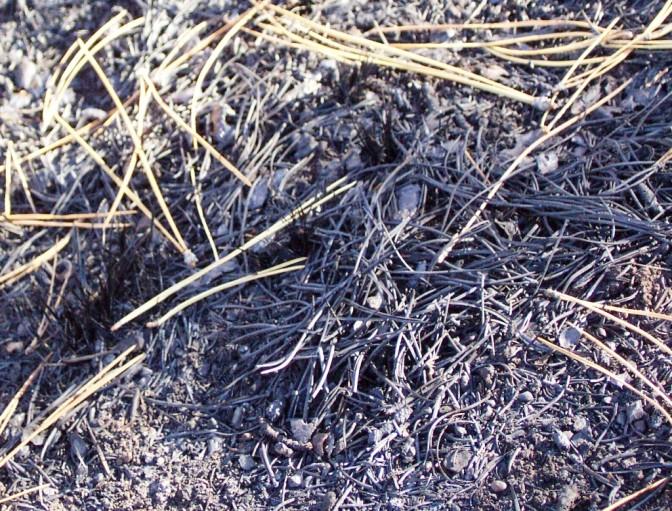 A closer examination of soil surfaces also provides valuable clues to fire severity effects on soil.